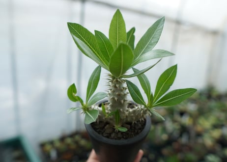 パキポディウム　ホロンベンセ　Pachypodium horombense  No.13