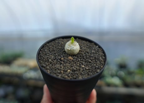パキポディウム　恵比寿笑い　Pachypodium brevicaule　No.4