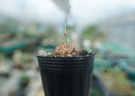 亀甲竜　Dioscorea elephantipes　No.4