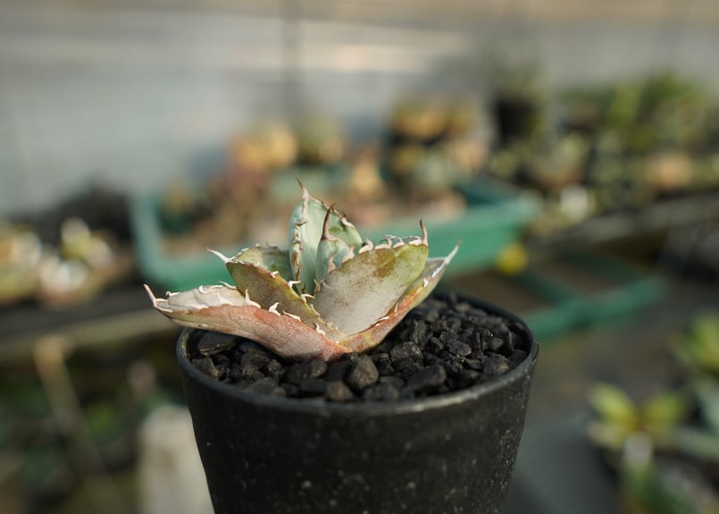 アガベ チタノタ ホワイトアイス agave titanota whiteice No.1