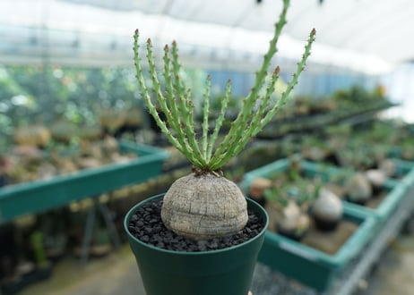 ユーフォルビア デシドゥア　Euphorbia decidua