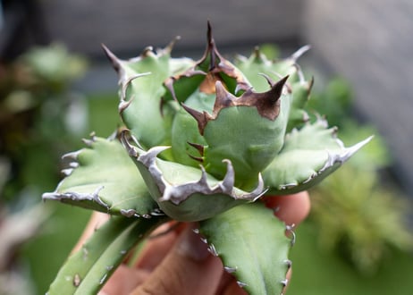 Agave titanota dwarf 姫厳龍NO.3