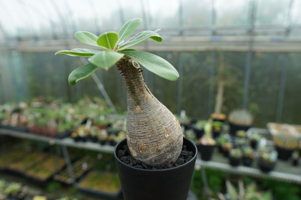 パキポディウム マカイエンセ Pachypodium makayense No.5 | man