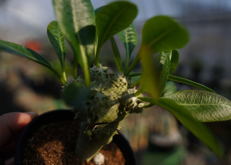 パキポディウムラメレイ台 恵比寿笑い接木 Pachypodium brevicaule | m