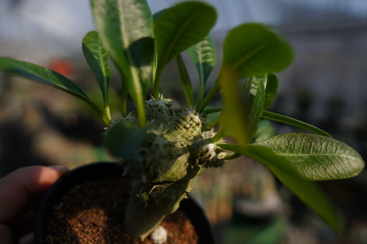 大赤字価格❗️パキポディウム レウコキサンツム 恵比寿笑　白花　ラメリー接木❗️ 大赤字価格❗️パキポディウム レウコキサンツム 恵比寿笑 白花