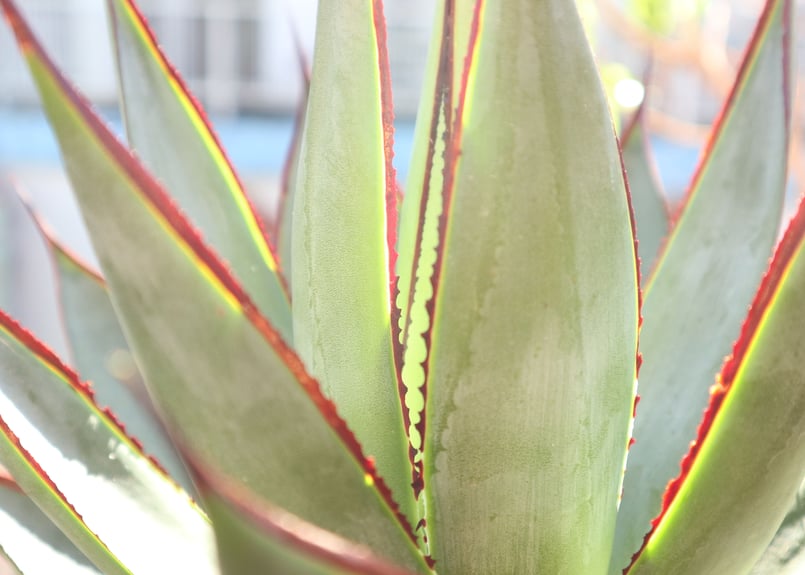 アガベ ブルーグロー | mana's farm:塊根植物・アガベ・ドライガーデン