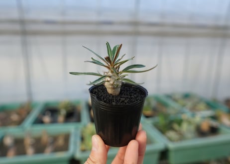 パキポディウム　グラキリス　 Pachypodium Gracilius  No.2