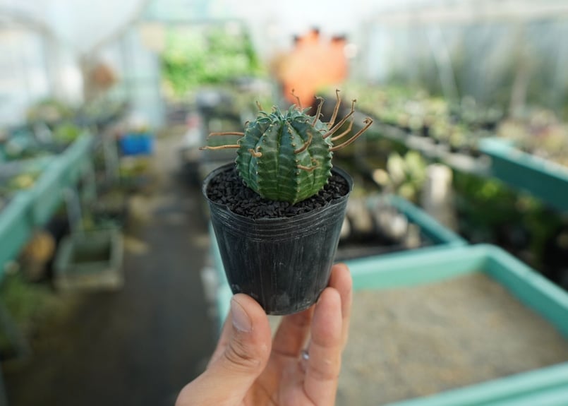 ユーフォルビア スーパーバリダ Euphorbia super valida No.9 |