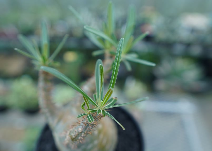 パキポディウム グラキリス Pachypodium gracilius ③ パキポディウム グラキリス Pachypodium Gracilius No.3 | ma
