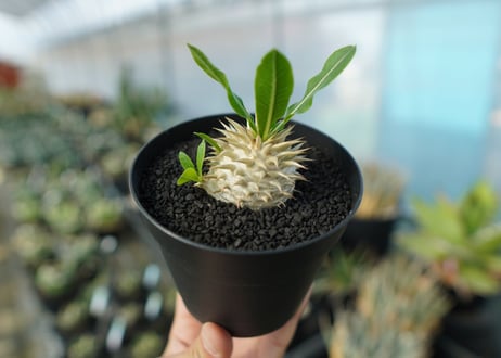 パキポディウム　恵比寿大黒　Pachypodium Densicaule　No.7