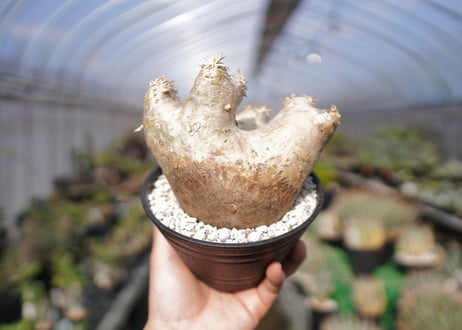 パキポディウム　エブレネウム　Pachypodium eburneum　No.2