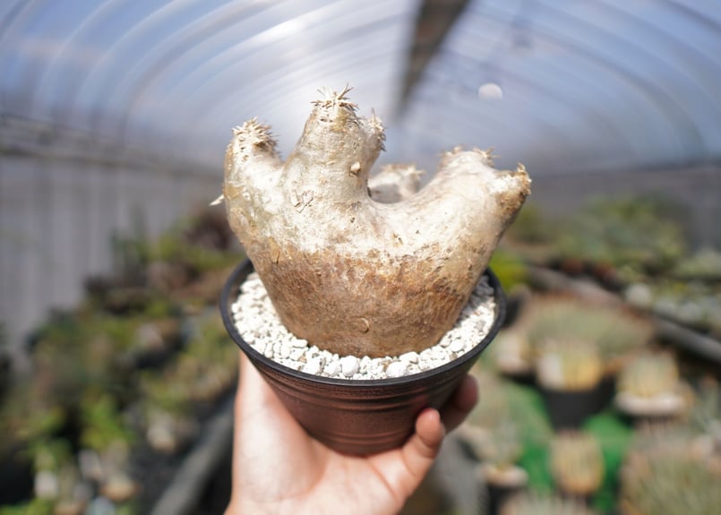 パキポディウム エブレネウム Pachypodium eburneum No.2 | mana