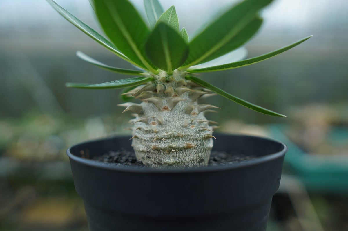 パキポディウム 恵比寿大黒 Pachypodium Densicaule No.3 | man