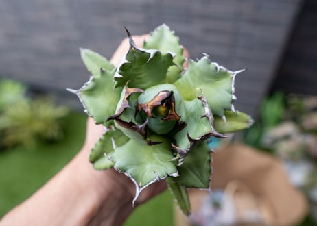 Agave titanota dwarf 姫厳龍NO.6