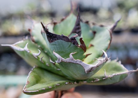 Agave titanota hades No.1