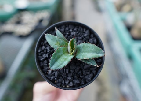 アガベ　チタノタ　 ブラックアンドブルー 　Agave titanota black and blue　No.13