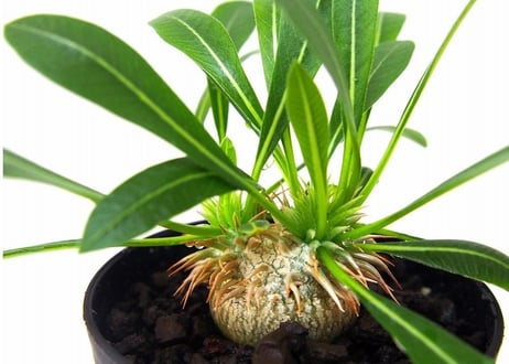 パキポディウム デンシカウレ 恵比寿大黒　Pachypodium densicaule  №1
