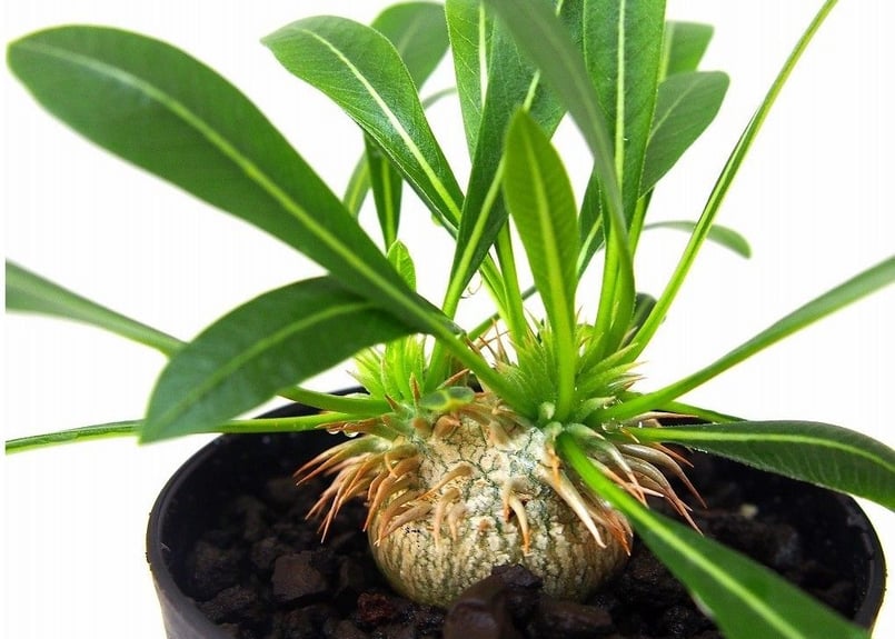 パキポディウム 恵比寿大黒 デンシカウレ 1