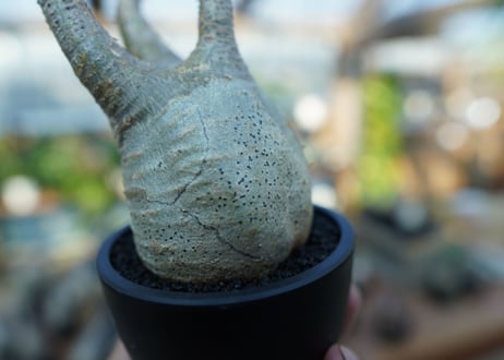 【未発根】パキポディウム　グラキリス　 Pachypodium Gracilius  No.15