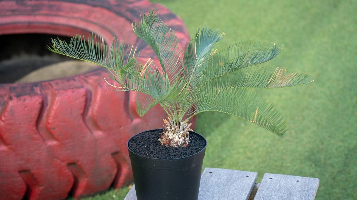 【特別価格】cycas cairnsiana カイルンシアナ４株セット　売り切り 特別価格】cycas cairnsiana カイルンシアナ4株セット 売り切り