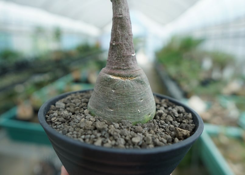 エ*マ様 アデニア　グラウカ　現地球 アデニア グラウカ 幻蝶かずら Adenia glauca 塊根植物