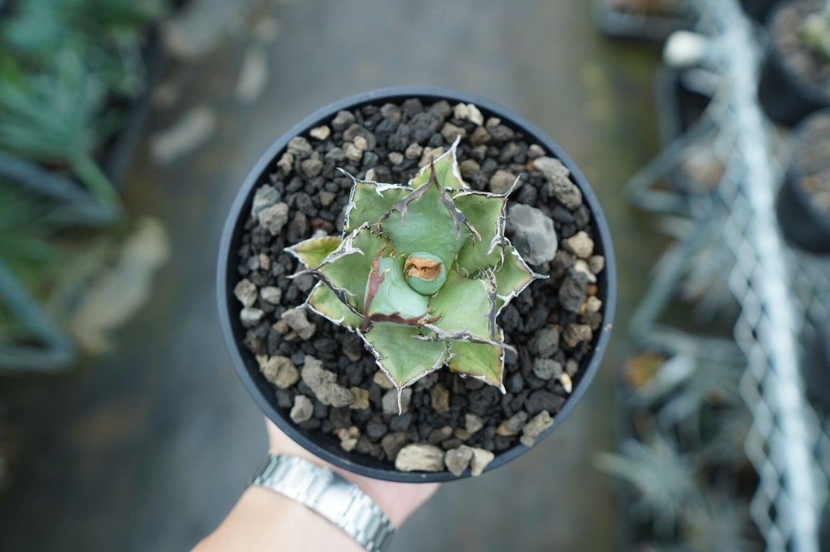 アガベチタノタFO76 fit=scale-down,w=1200