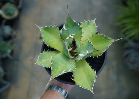 アガベ　チタノタ　FO-76　agave titanota  FO-76