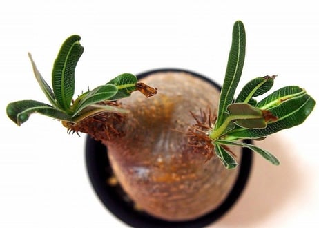 Pachypodium Gracilius パキポディウム  グラキリス  №7 little