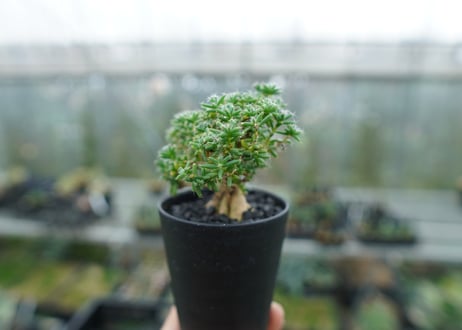 トリコディアデマ ステラツム　Trichodiadema stellatum  No.1