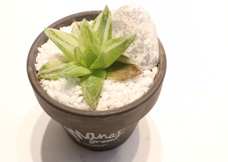 ハオルシア　京の華錦