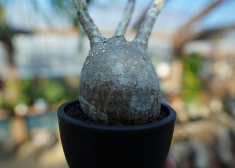 【未発根】パキポディウム　グラキリス　 Pachypodium Gracilius  No.5