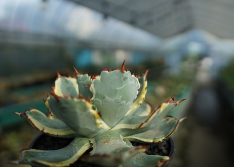 アガベ　兜蟹錦　連棘　Agave isthmensis “Kabutogani” variegata  No.5