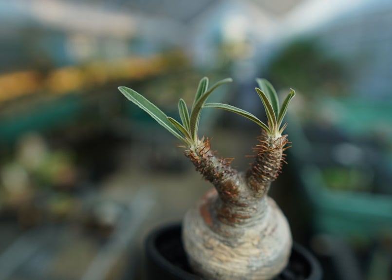 パキポディウム グラキリス Pachypodium Gracilius No.10 | m