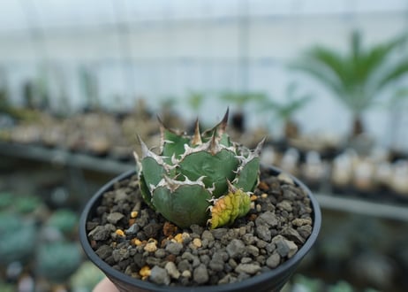 アガベ　チタノタ　FO-76　agave titanota  FO-76　No.15