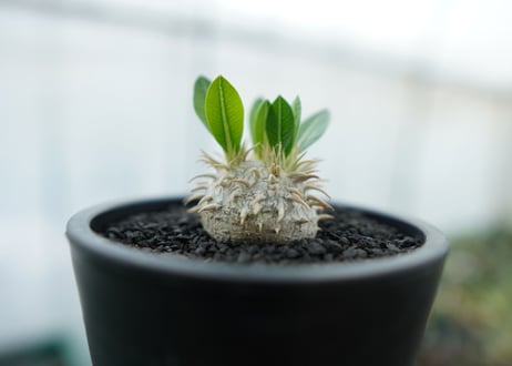 パキポディウム　恵比寿笑い　Pachypodium brevicaule　No.10