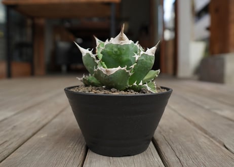 アガベ　チタノタ　白火焔　agave titanota white fire