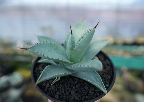 アガベ　ドラゴントゥース　Agave Dagontoes　No.4
