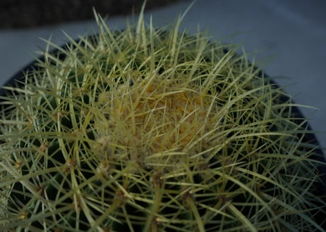 金鯱　Echinocactus grusonii No.2