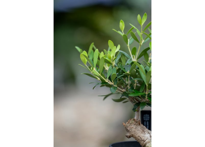 盆栽 オリーブ 根上がり】 ネバディロブランコ | mana's farm:塊根植物