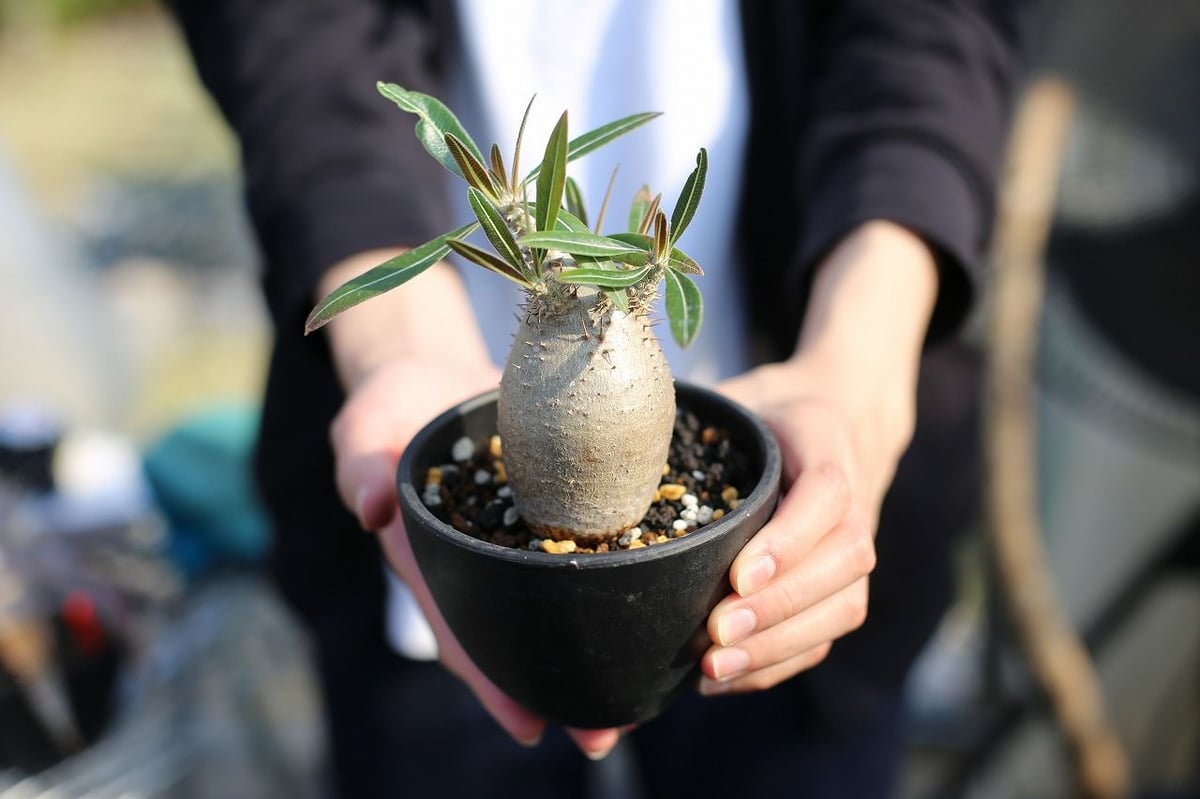 パキポディウム カクチペス | mana's farm:塊根植物・アガベ・ドライ