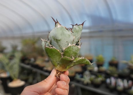 agave titanota ブラック＆ブルー　No.8