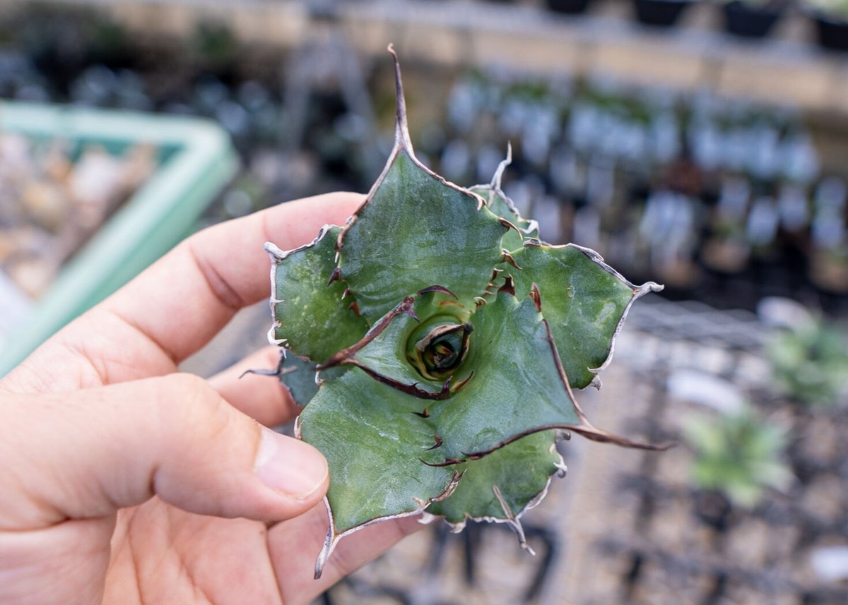 Agave titanota hades No.2 | mana's green:塊根植物販売 Agave titanota hades No.2 | mana's green:塊根植物販売