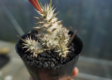 パキポディウム　ロスラツム　Pachypodium rosulatum