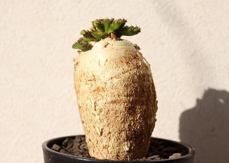 ユーフォルビア ステラータ 飛竜  Euphorbia stellata