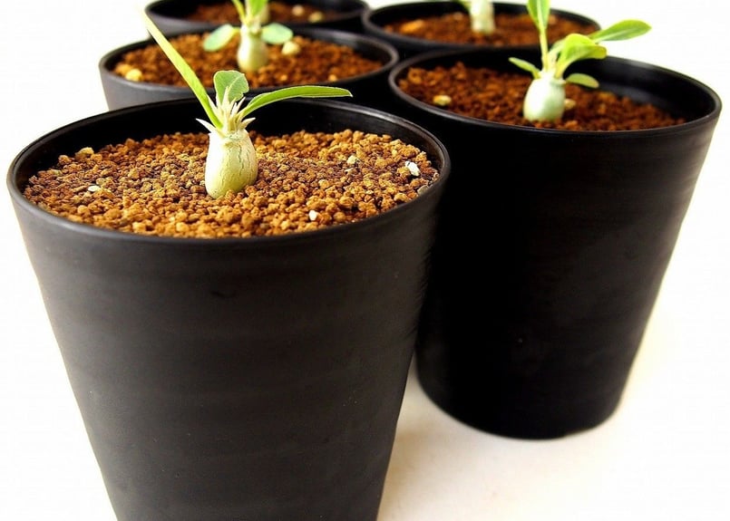 Pachypodium eburneum パキポディウム エブレネウム 実生苗 №4 | m