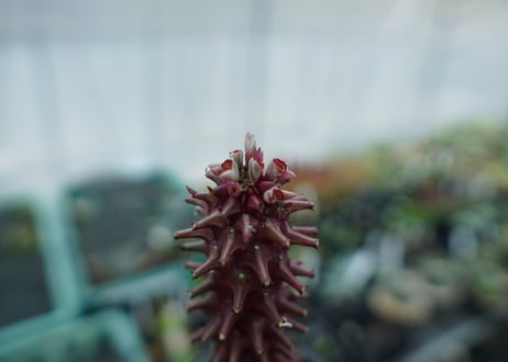 ユーフォルビア　モナデニウム　シューベイ　Euphorbia monadenium schubei