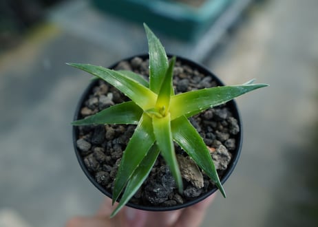 ディッキア　ムーングロー　Dyckia brevifolia  Moon Glow　No.2