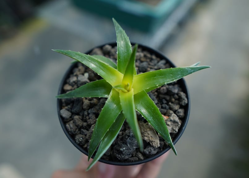 ディッキア ムーングロー Dyckia brevifolia Moon Glow No.2