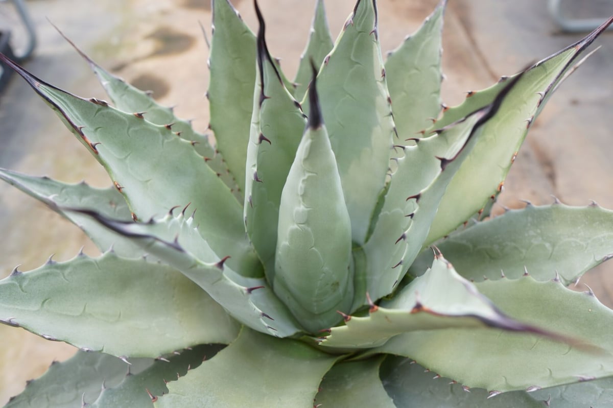 耐寒性◎】アガベ ネオメキシカーナ | mana's farm:塊根植物・アガベ