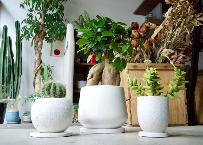 サボテン　3つセット これ一つでインテリアがグッとお洒落に＊多肉植物サボテン3点SET